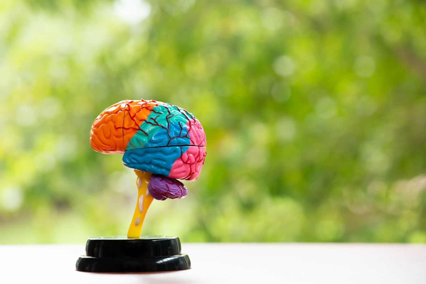 Neuropsychology and the Brain 3