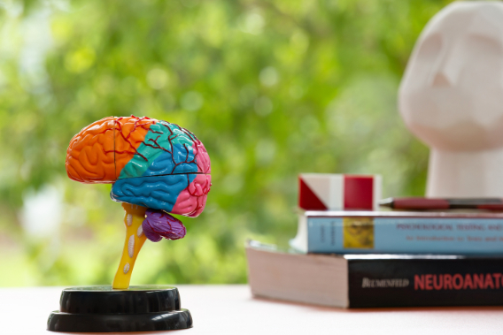 Neuropsychology, the Brain and the Mind 1